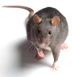 مكافحة القوارض في الكويت