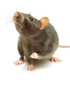 مكافحة قوارض الكويت